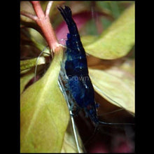 Load image into Gallery viewer, Midnight Blue Dwarf Shrimp 10+ Pack-Live Animals-Glass Grown-10x-Glass Grown Aquatics-Aquarium live fish plants, decor
