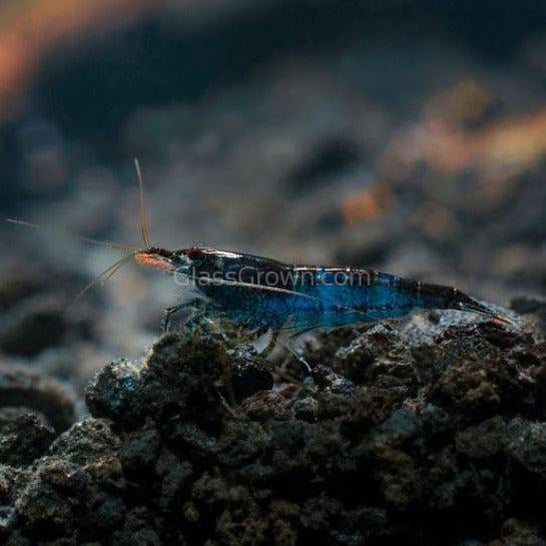 Midnight Blue Shrimp – Live Neocaridina for Planted Tanks | Glass