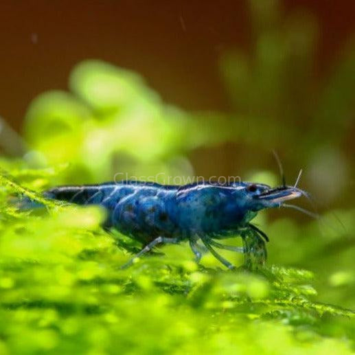 Midnight Blue Shrimp – Live Neocaridina for Planted Tanks | Glass