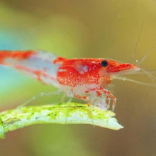 Load image into Gallery viewer, Ten+ Red Rili Dwarf Shrimp-Live Animals-Glass Grown-Glass Grown Aquatics-Aquarium live fish plants, decor
