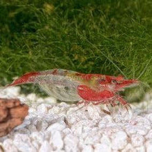 Load image into Gallery viewer, Ten+ Red Rili Dwarf Shrimp-Live Animals-Glass Grown-Glass Grown Aquatics-Aquarium live fish plants, decor
