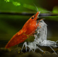 Load image into Gallery viewer, Sunkist Orange Dwarf Shrimp 10+ Pack-Live Animals-Glass Grown-10x-Glass Grown Aquatics-Aquarium live fish plants, decor
