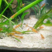 Load image into Gallery viewer, Sunkist Orange Dwarf Shrimp 10+ Pack-Live Animals-Glass Grown-10x-Glass Grown Aquatics-Aquarium live fish plants, decor
