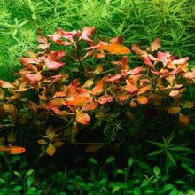 Load image into Gallery viewer, The Color Plant Combo Pack (6 Plants)-Aquatic Plants-Glass Grown-Sure!-Standard Color Pack-Glass Grown Aquatics-Aquarium live fish plants, decor
