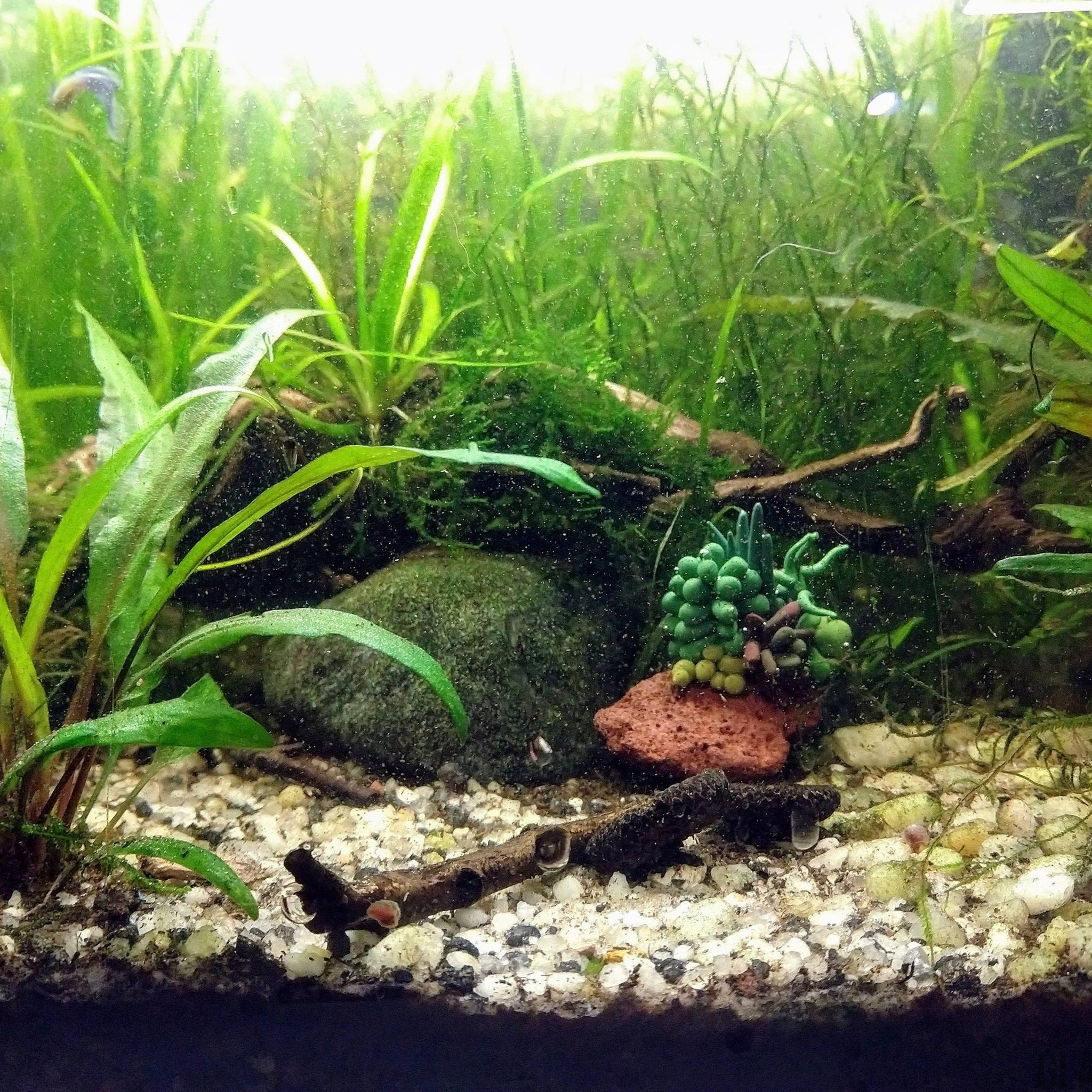succulents in aquarium Tiny Succulent Rock Decor – Glass Grown Aquatics