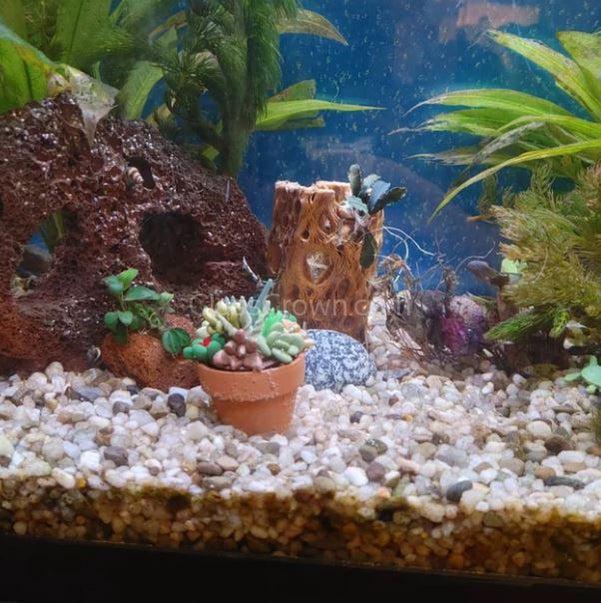 succulent tank Tiny Terra-Cotta Succulent Aquarium Decor – Glass Grown Aquatics