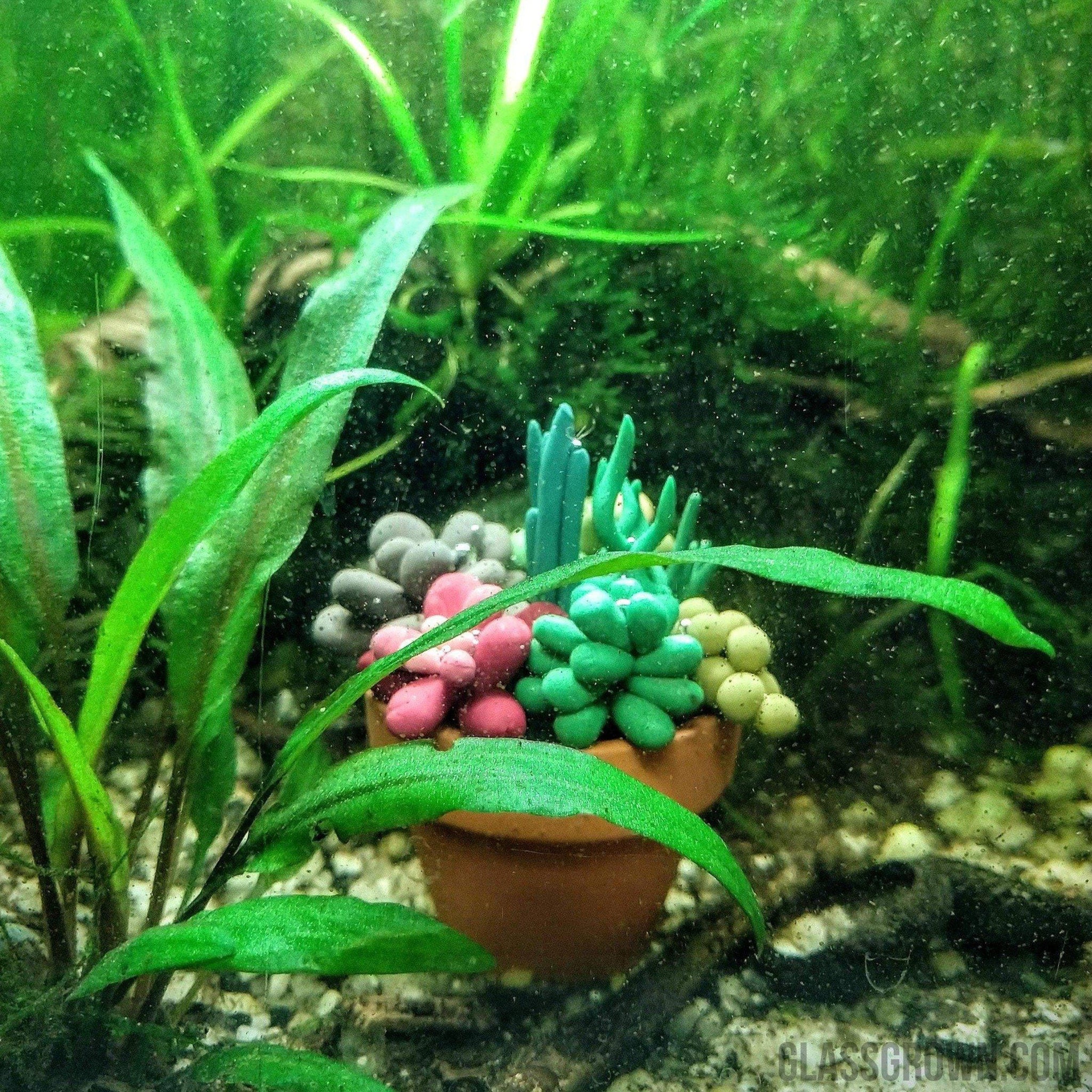 succulents in aquarium Tiny Terra-Cotta Succulent Aquarium Decor – Glass Grown Aquatics