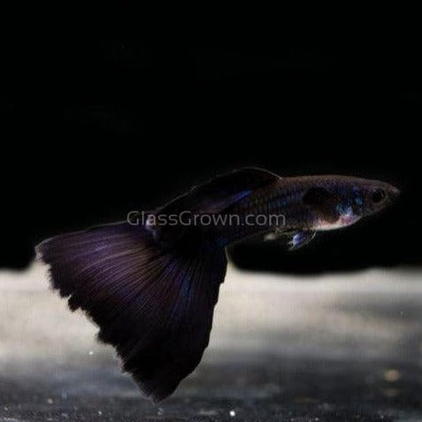 Male Black Moscow Guppy-Live Animals-Glass Grown-Single Male-Glass Grown Aquatics-Aquarium live fish plants, decor