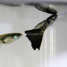 Load image into Gallery viewer, Trio Galaxy Blue Tail Guppy-Live Animals-Glass Grown-Glass Grown Aquatics-Aquarium live fish plants, decor
