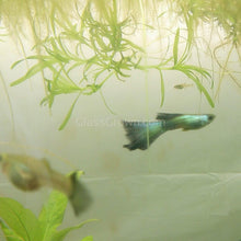 Load image into Gallery viewer, Trio Green Moscow Guppies-Live Animals-Glass Grown-Glass Grown Aquatics-Aquarium live fish plants, decor
