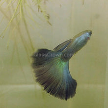 Load image into Gallery viewer, Trio Green Moscow Guppies-Live Animals-Glass Grown-Glass Grown Aquatics-Aquarium live fish plants, decor
