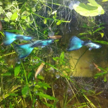 Load image into Gallery viewer, Trio Green Moscow Guppies-Live Animals-Glass Grown-Glass Grown Aquatics-Aquarium live fish plants, decor
