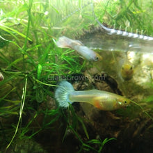 Load image into Gallery viewer, Trio Platinum White Moscow Guppies-Live Animals-Glass Grown-Glass Grown Aquatics-Aquarium live fish plants, decor
