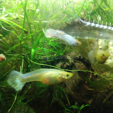 Load image into Gallery viewer, Trio Platinum White Moscow Guppies-Live Animals-Glass Grown-Glass Grown Aquatics-Aquarium live fish plants, decor
