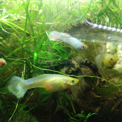 Trio Platinum White Moscow Guppies-Live Animals-Glass Grown-Glass Grown Aquatics-Aquarium live fish plants, decor