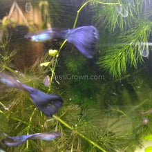 Load image into Gallery viewer, Trio Purple Moscow Guppies-Live Animals-Glass Grown-Glass Grown Aquatics-Aquarium live fish plants, decor
