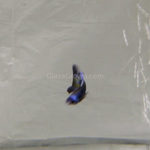 Load image into Gallery viewer, Trio Purple Moscow Guppies-Live Animals-Glass Grown-Glass Grown Aquatics-Aquarium live fish plants, decor
