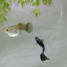 Load image into Gallery viewer, Trio Purple Moscow Guppies-Live Animals-Glass Grown-Glass Grown Aquatics-Aquarium live fish plants, decor
