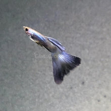 Load image into Gallery viewer, Trio Purple Moscow Guppies-Live Animals-Glass Grown-Glass Grown Aquatics-Aquarium live fish plants, decor
