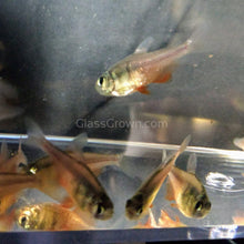 Load image into Gallery viewer, Von Rio &quot;Flame&quot; Tetras 6 Pack-Live Animals-Glass Grown-School of 6-Glass Grown Aquatics-Aquarium live fish plants, decor
