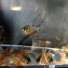 Load image into Gallery viewer, Von Rio &quot;Flame&quot; Tetras 6 Pack-Live Animals-Glass Grown-School of 6-Glass Grown Aquatics-Aquarium live fish plants, decor
