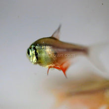 Load image into Gallery viewer, Von Rio &quot;Flame&quot; Tetras 6 Pack-Live Animals-Glass Grown-School of 6-Glass Grown Aquatics-Aquarium live fish plants, decor
