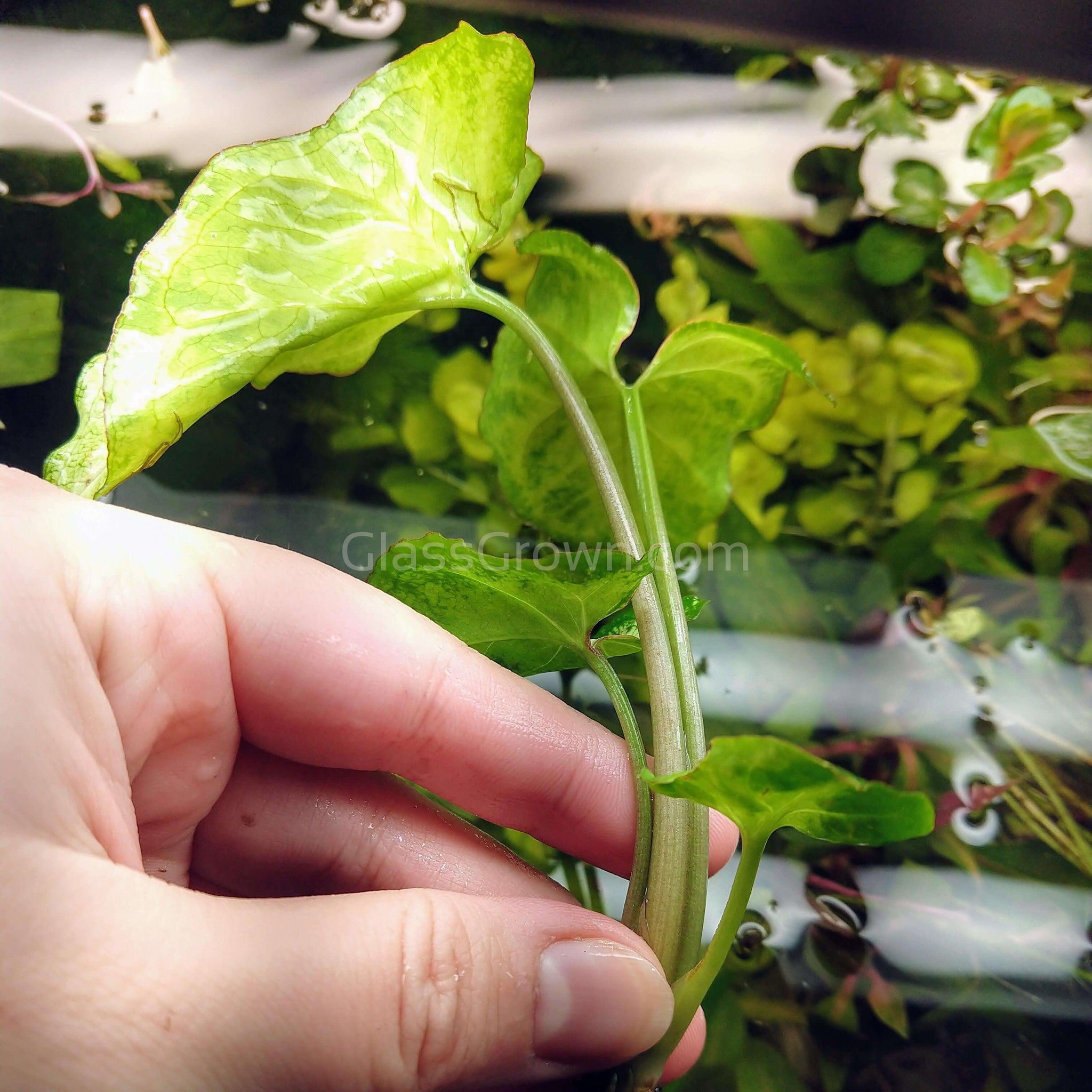 White Butterfly' Arrowhead Rooted Stems or Pots  Glass Grown Aquatics
