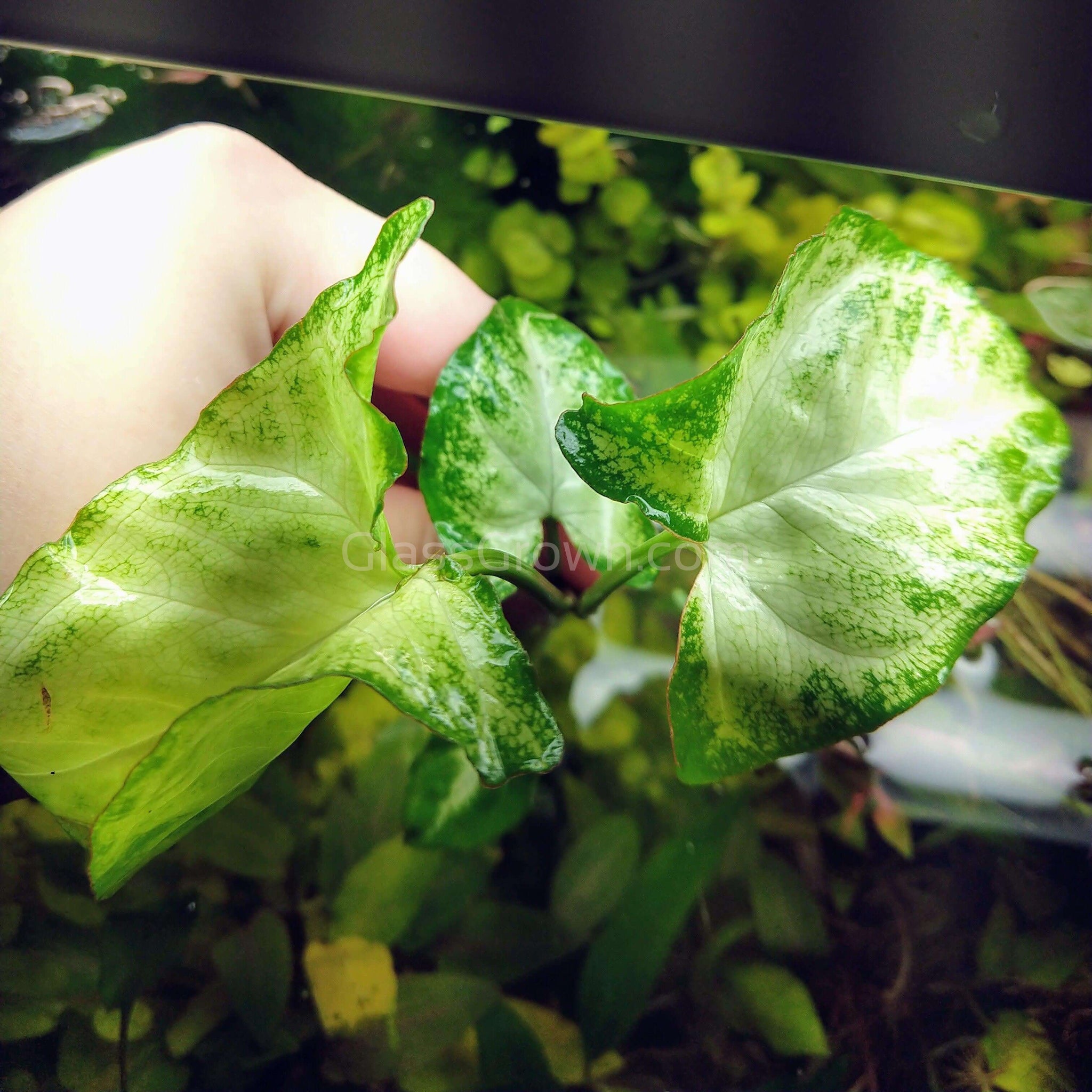 butterfly plant indoor White Butterfly' Arrowhead Rooted Stems or Pots – Glass Grown Aquatics