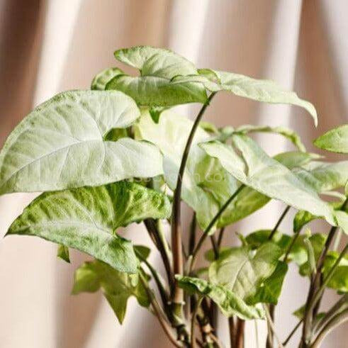 'White Butterfly' Arrowhead Rooted Stems or Pots-Indoor & Outdoor Plants-Glass Grown-Single Bare-Root Stem-Glass Grown Aquatics-Aquarium live fish plants, decor