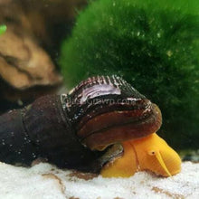 Load image into Gallery viewer, Yellow Sulawesi Rabbit Snails-Live Animals-Glass Grown-Single Snail-Glass Grown Aquatics-Aquarium live fish plants, decor
