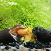 Load image into Gallery viewer, Yellow Sulawesi Rabbit Snails-Live Animals-Glass Grown-Single Snail-Glass Grown Aquatics-Aquarium live fish plants, decor
