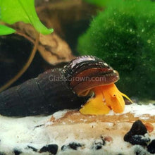 Load image into Gallery viewer, Yellow Sulawesi Rabbit Snails-Live Animals-Glass Grown-Single Snail-Glass Grown Aquatics-Aquarium live fish plants, decor
