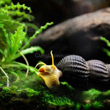 Load image into Gallery viewer, Yellow Sulawesi Rabbit Snails-Live Animals-Glass Grown-Single Snail-Glass Grown Aquatics-Aquarium live fish plants, decor
