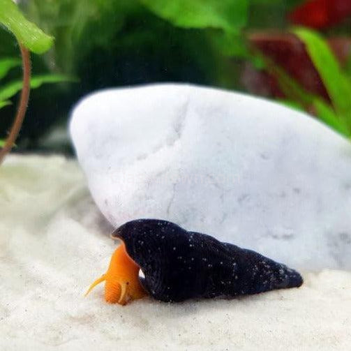 Yellow Sulawesi Rabbit Snails-Live Animals-Glass Grown-Single Snail-Glass Grown Aquatics-Aquarium live fish plants, decor