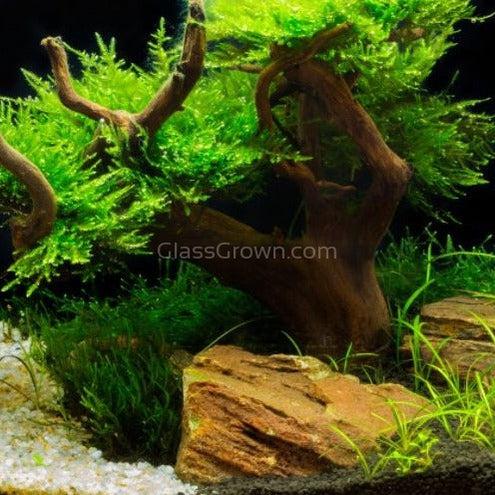 Yosemite Bonsai Wood Nano Size 6