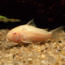 Load image into Gallery viewer, Albino Corydoras 3 Pack-Live Animals-Glass Grown-School of 3-Glass Grown Aquatics-Aquarium live fish plants, decor
