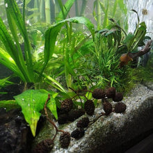 Load image into Gallery viewer, Organic Alder Cones-Aquarium Decor-Glass Grown Aquatics-Ten cones-Glass Grown Aquatics-Aquarium live fish plants, decor
