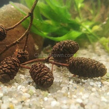 Load image into Gallery viewer, Organic Alder Cones-Aquarium Decor-Glass Grown Aquatics-Ten cones-Glass Grown Aquatics-Aquarium live fish plants, decor
