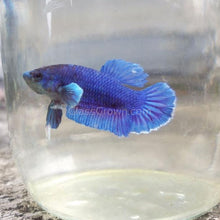 Load image into Gallery viewer, Male Dragonscale Betta-Live Animals-Glass Grown-Leave us your top three choices on checkout :)-Glass Grown Aquatics-Aquarium live fish plants, decor
