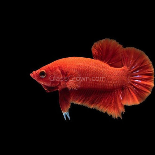 Male Dragonscale Betta-Live Animals-Glass Grown-Leave us your top three choices on checkout :)-Glass Grown Aquatics-Aquarium live fish plants, decor