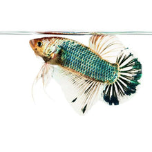 Load image into Gallery viewer, Male Dragonscale Betta-Live Animals-Glass Grown-Leave us your top three choices on checkout :)-Glass Grown Aquatics-Aquarium live fish plants, decor
