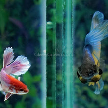 Load image into Gallery viewer, Male Halfmoon Betta-Live Animals-Glass Grown-Leave us your top three choices on Checkout! :)-Glass Grown Aquatics-Aquarium live fish plants, decor
