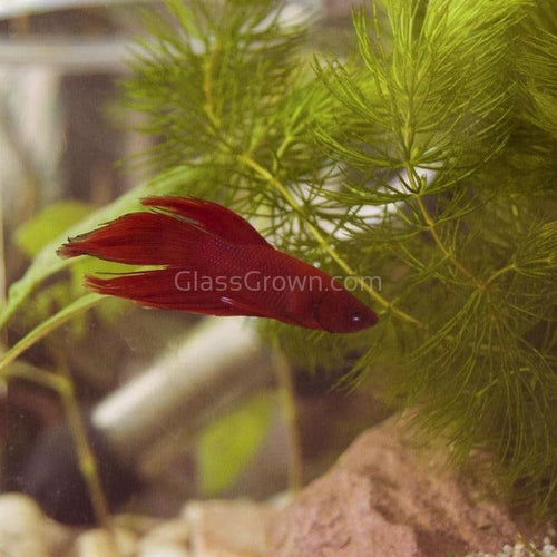 Male Veiltail Betta-Live Animals-Glass Grown-Leave us your top three choices at Checkout! :)-Glass Grown Aquatics-Aquarium live fish plants, decor