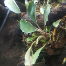 Load image into Gallery viewer, Bucephalandra Green Wavy-Glass Grown Aquatics-Glass Grown Aquatics-Aquarium live fish plants, decor
