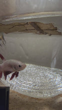 Load and play video in Gallery viewer, Male Dragonscale Betta
