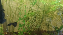 Load and play video in Gallery viewer, Black Moscow Guppy 6 Fry Pack
