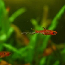 Load image into Gallery viewer, Chili Rasboras 6 Pack-Live Animals-Glass Grown-School of 6-Glass Grown Aquatics-Aquarium live fish plants, decor

