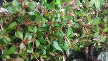 Load and play video in Gallery viewer, Potted Ludwigia Natans Super Red Mini
