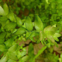 Load image into Gallery viewer, Bunch Lemon Bacopa Caroliniana-Aquatic Plants-Glass Grown Aquatics-Glass Grown Aquatics-Aquarium live fish plants, decor
