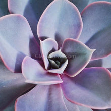 Load image into Gallery viewer, Echeveria Succulent Plants 2&quot; (3 Pots)-Indoor &amp; Outdoor Plants-Glass Grown-Glass Grown Aquatics-Aquarium live fish plants, decor
